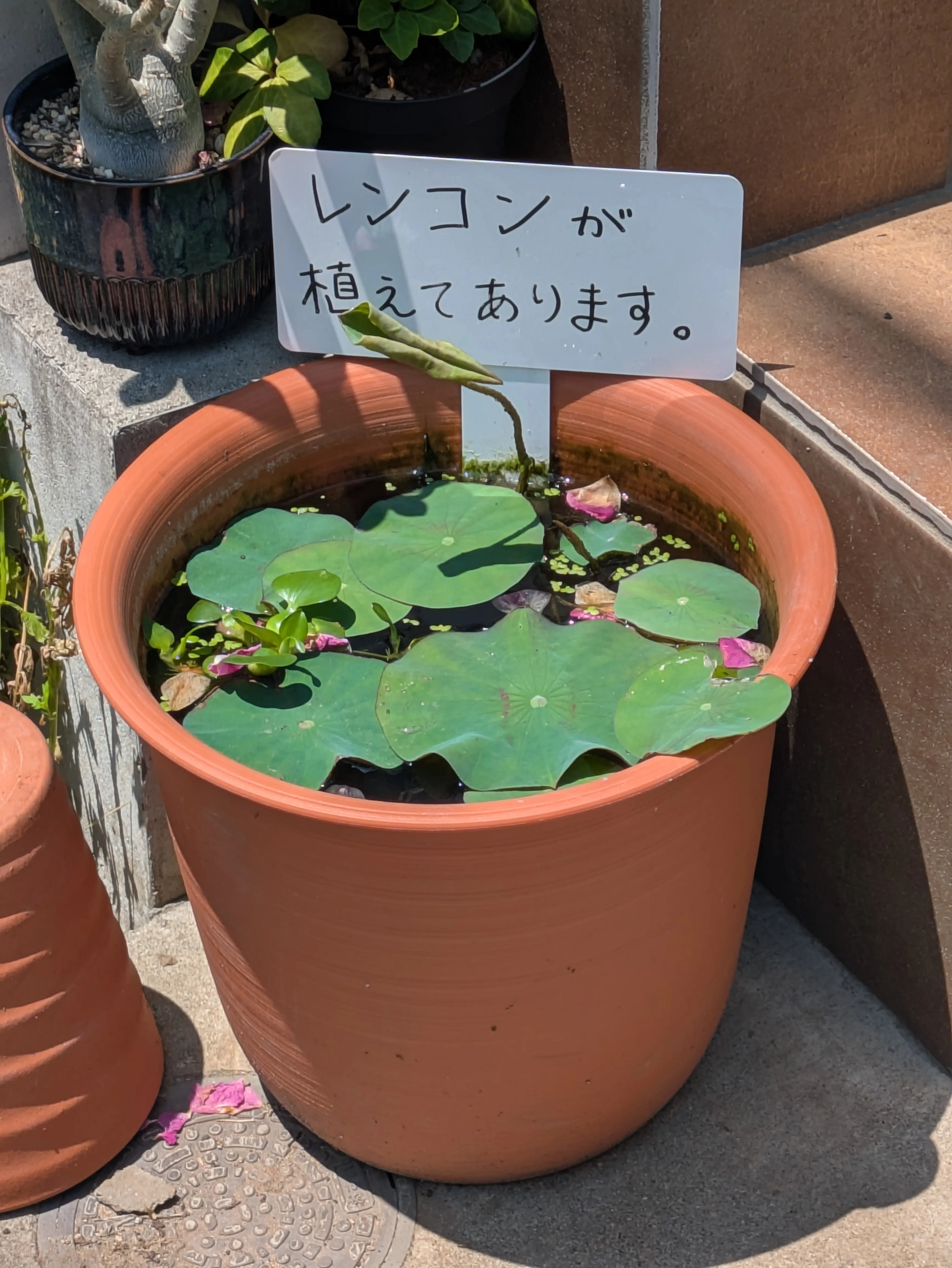 5月、レンコンから葉が伸び始めた鉢