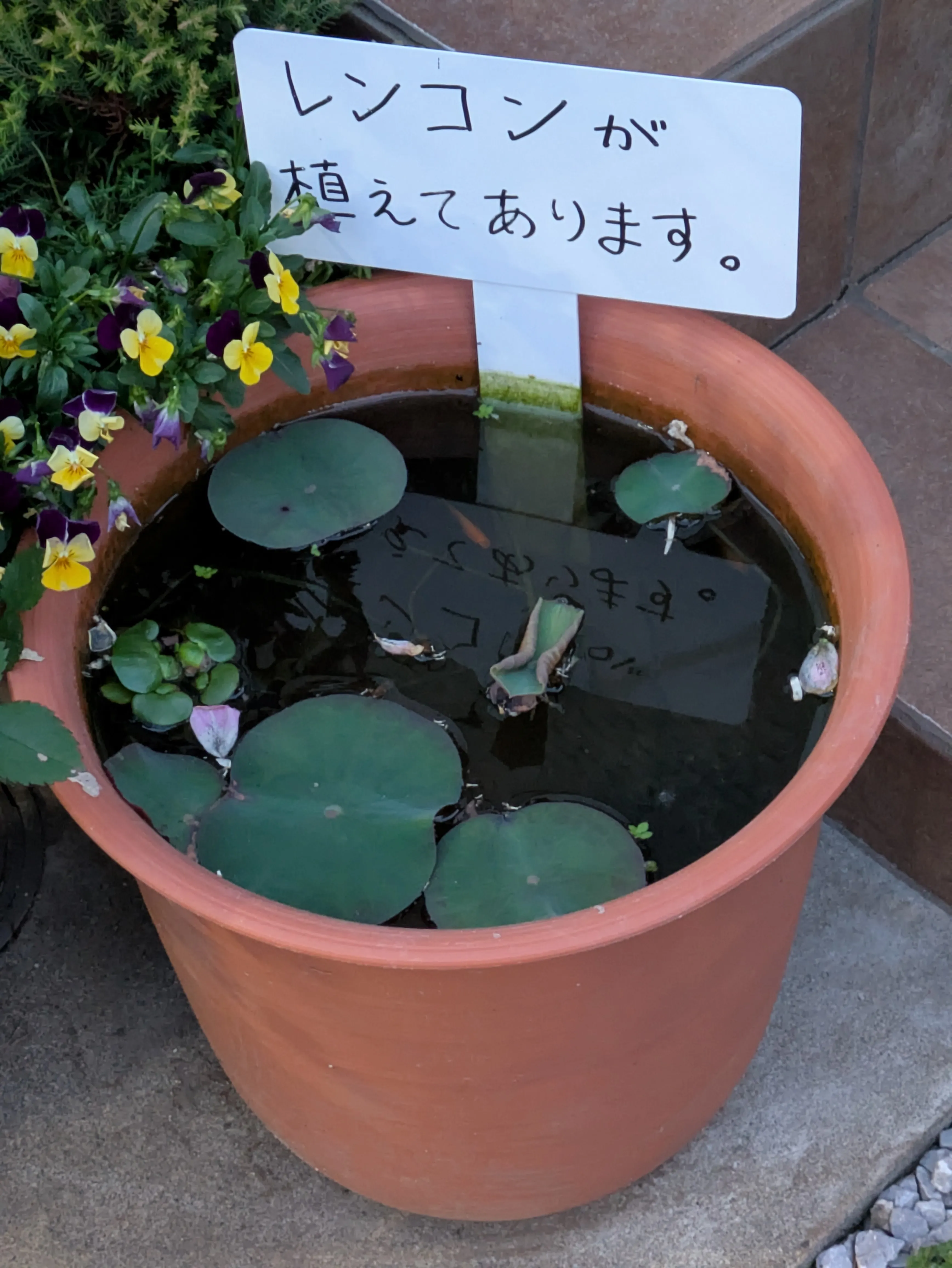 5月、レンコンから葉が伸び始めた鉢