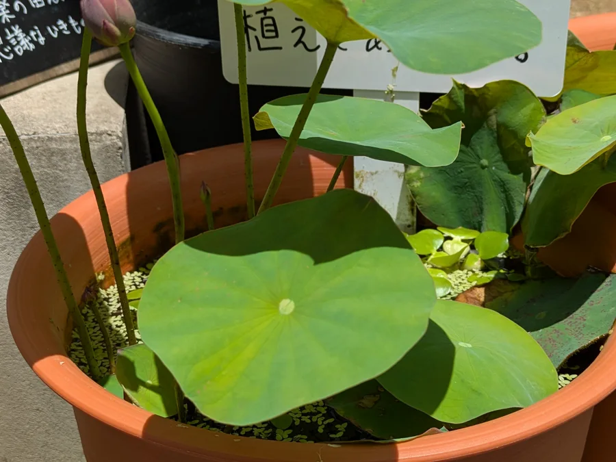 ビオトープを作ったら、庭の害虫が減った