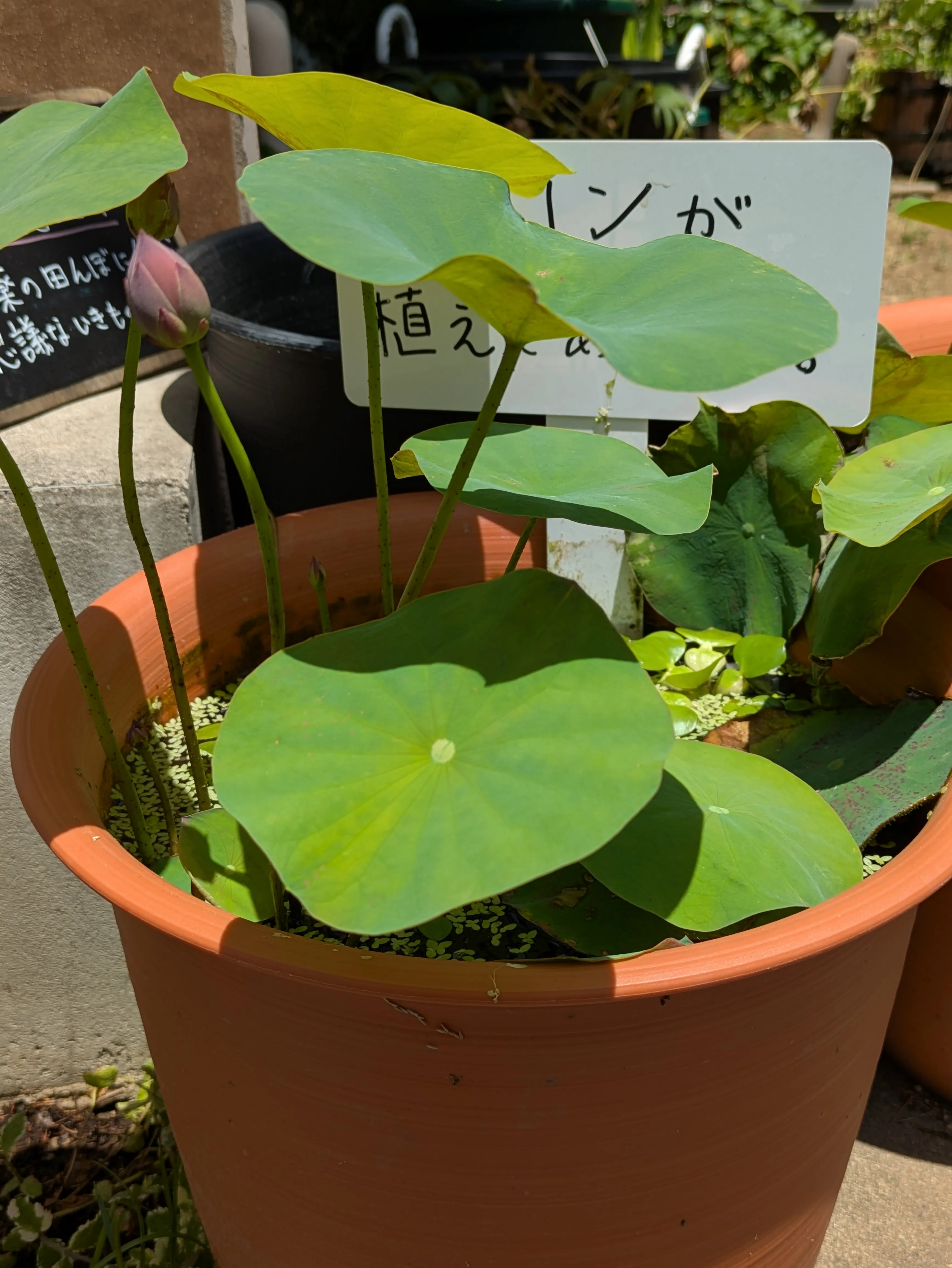 6月、立葉と蕾が伸びたレンコン鉢