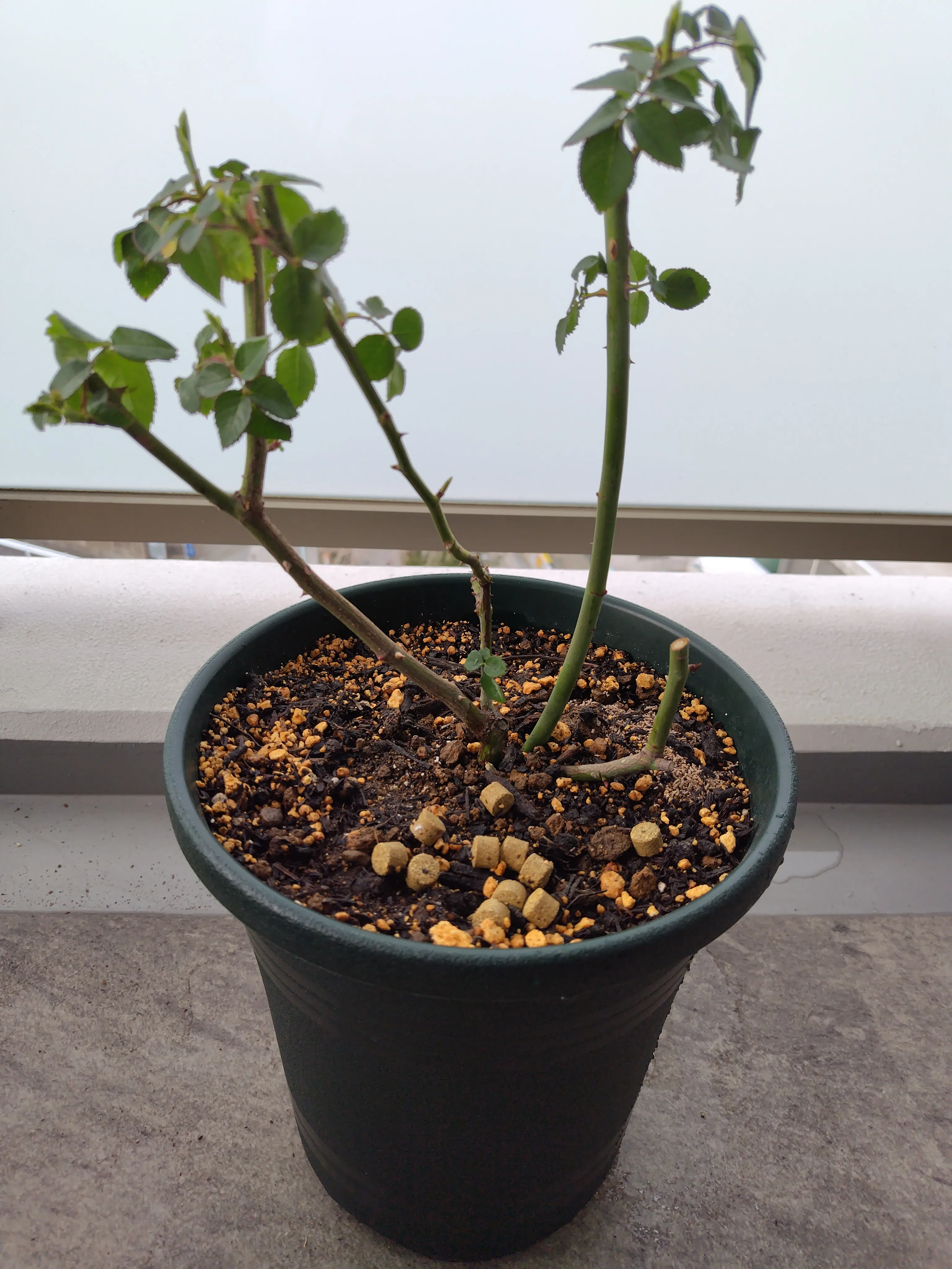 植え付けたばかりのルイーズ・オディエの苗木