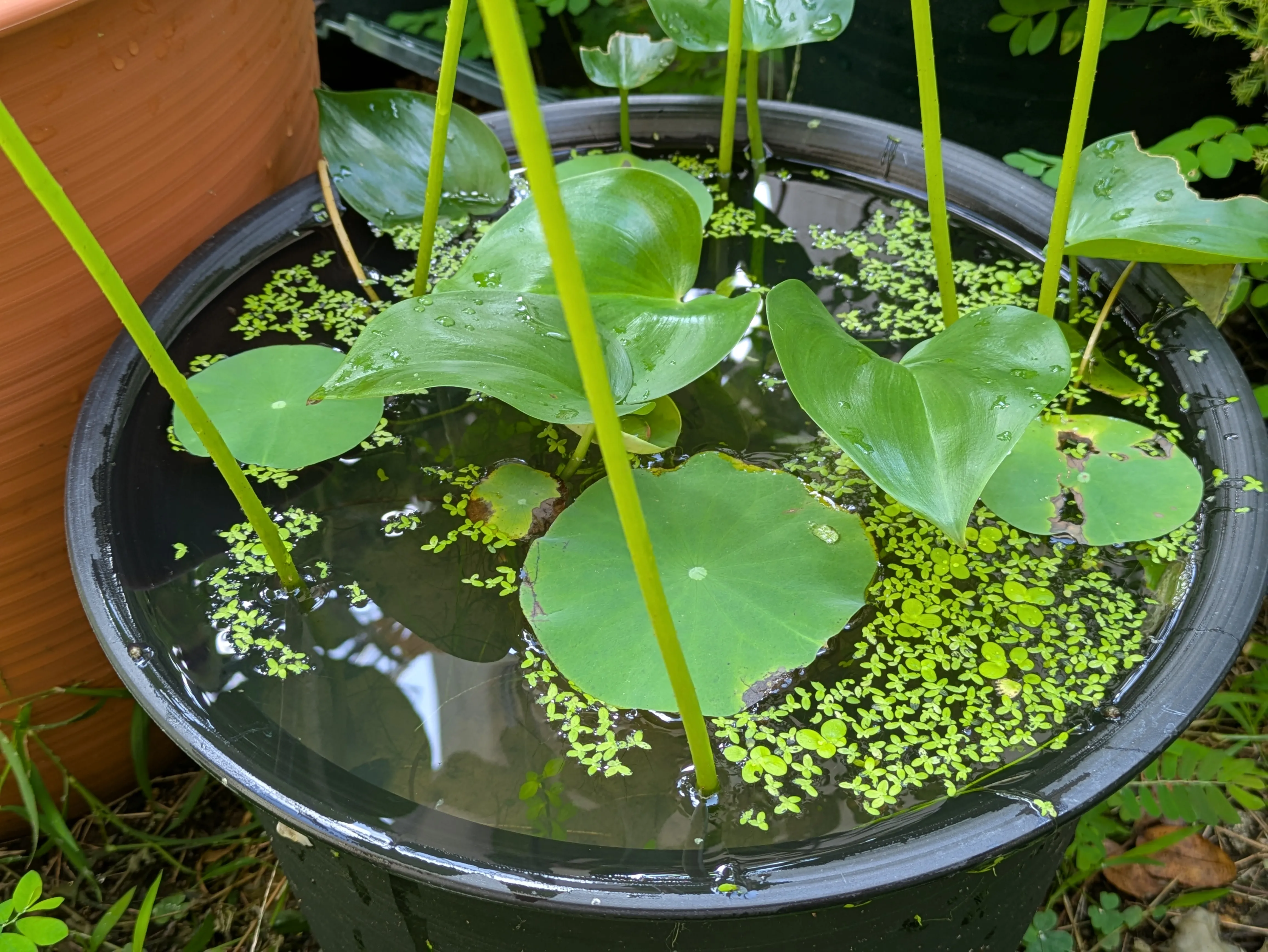ハスと水田の植物が育つ鉢